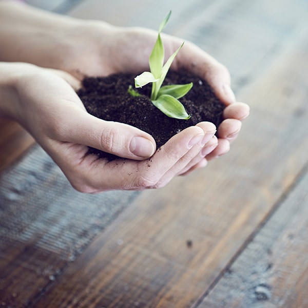 A hand holding a seedling plant.